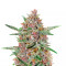 Semillas feminizadas de Bubba Kush (GHS)