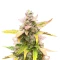 Cristal Limit Seeds