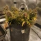 Do-Si-Dos Auto Seeds (Royal Queen Seeds)