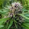 Durban Poison Seeds (Barney's Farm)