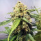 Graines de cannabis Exodus Cheese x Jack Herer x NL5 (GHS)