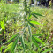 Fruity Juice regular (Sensi Seeds)