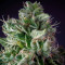 Graines de cannabis Glookies (Barney's Farm)