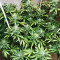 Semillas feminizadas Glookies (Barney's Farm)