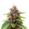 Gorilla King Auto Seeds