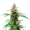 Gush Mints Strain Seeds