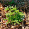 Hindu Kush Autoflower (Herbies Seeds)