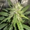 Semi Femminizzati Mango Cherry Runtz Auto (Fast Buds)