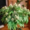 Graines de cannabis Northern Flame (Secret Valley Seeds)