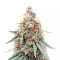 Sementes Feminizadas de Northern Lights (Herbies Seeds)