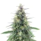 Original Moby Dick Auto Seeds
