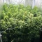 Semi femminizzati Panama Haze Regular