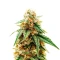 PriZmatic Seeds (Humboldt Seeds Organization)