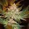 Graines de cannabis Pure Kush (Original Sensible Seeds)