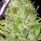 Semi femminizzati Purple Haze