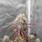 Purple Tropicana Cookies Seeds (Seedkeepers)