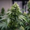Sativa Dream Seeds