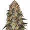 Shiskaberry Feminized Seeds (Barney’s Farm)