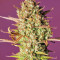 Strawberry Pie Seeds