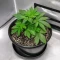 Super OG Kush Seeds