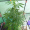 Tropicanna Poison F1 Fast Version Feminized Seeds (Sweet Seeds)
