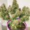 Semi femminizzati originali Trainwreck Auto
