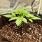 Tropicanna Banana cannabis strain