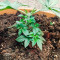 Moby Dick strain seeds