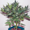 Sweet Skunk Auto Seeds