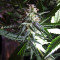 60 Day Lemon Seeds