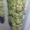 Ayahuasca Purple