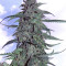 Auto AK XXL strain