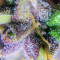 Auto Purple feminized seeds (Original Sensible Seeds)