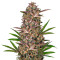 Bruce Banner Auto strain