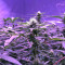 Graines de cannabis Chem Berry D regular (Dark Horse Genetics)