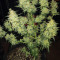 Cherry Bomb Auto (Bomb Seeds)