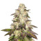 Cookie OX Seeds