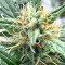 Cookies and Cream Strain