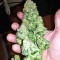 Critical (Big Head Seeds)