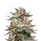 Deadhead OG (Cali Connection Seeds)