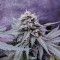 Fantasmo Express Auto Seeds