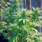 Green Crack Seeds (Humboldt Seeds Organization)