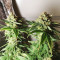 Graines de cannabis Kritikal Bilbo CBD (Genehtik Seeds)