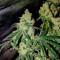 Laughing Buddha feminized seeds