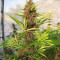 Malawi x PCK (Ace Seeds)