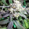 Sherbet (Seedstockers)