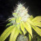 Graines de cannabis Sour Kosher (DNA Genetics)