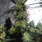 Sour Tangie (Reserva Privada)