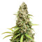 South Mountain Cheese (Xtreme Seeds)