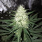 Graines de cannabis Strawberry Fields (Sagarmatha Seeds)